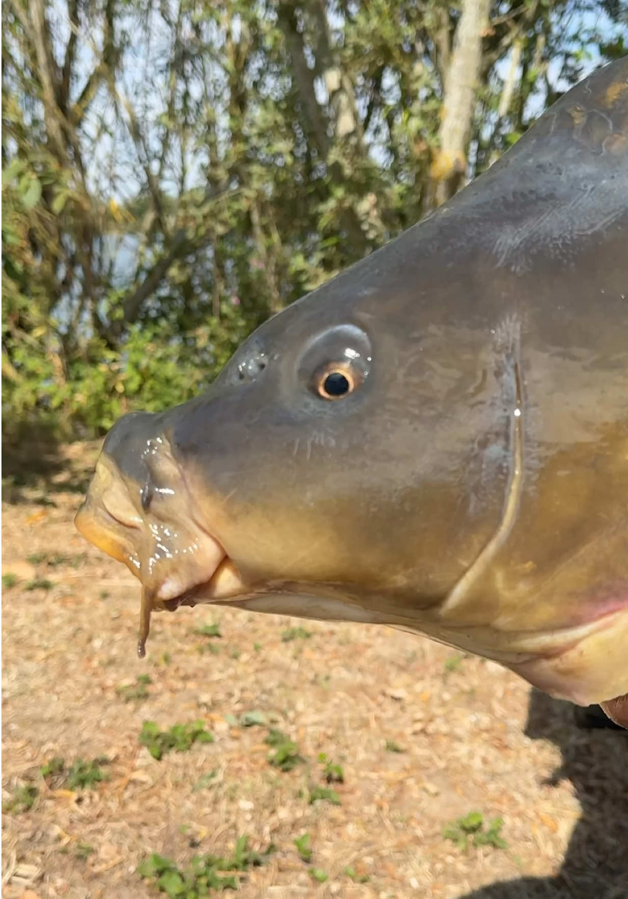 @Ali Hamidi Angler