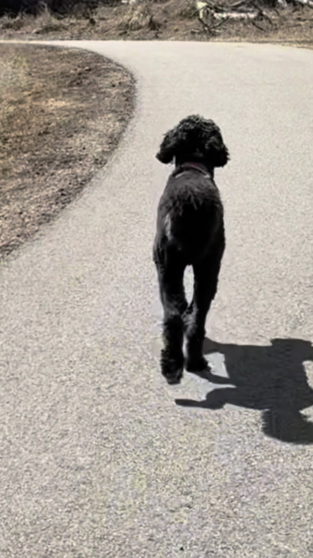 @Bernedoodlemama