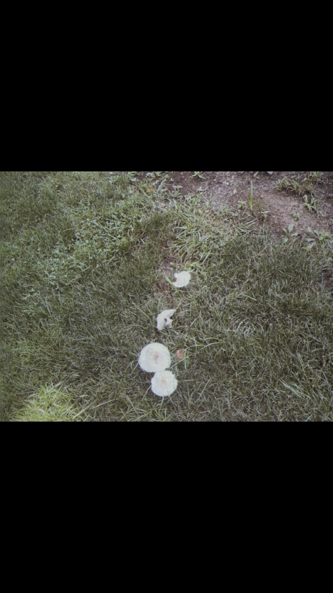 @ᓚᘏᗢ
