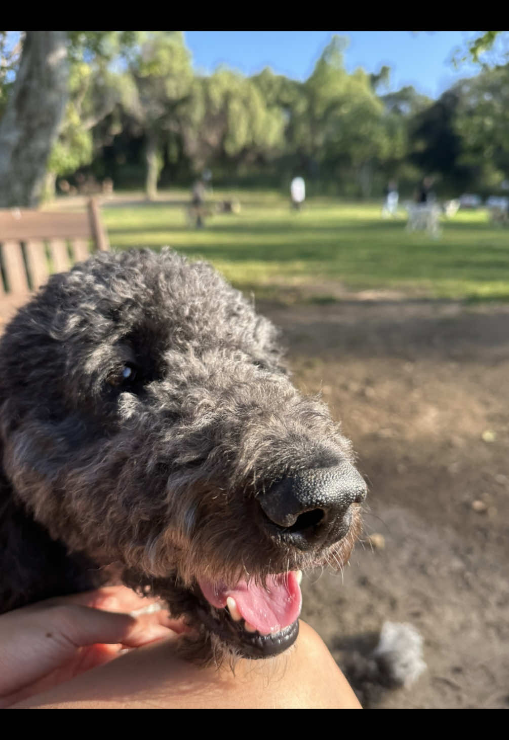 @Luna - The Goodest Labradoodle