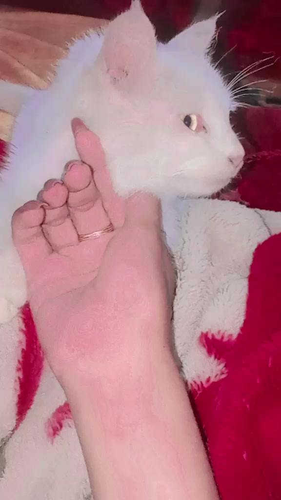 @𒆜𝒁𝑨𝑹𝑼𒆜FF