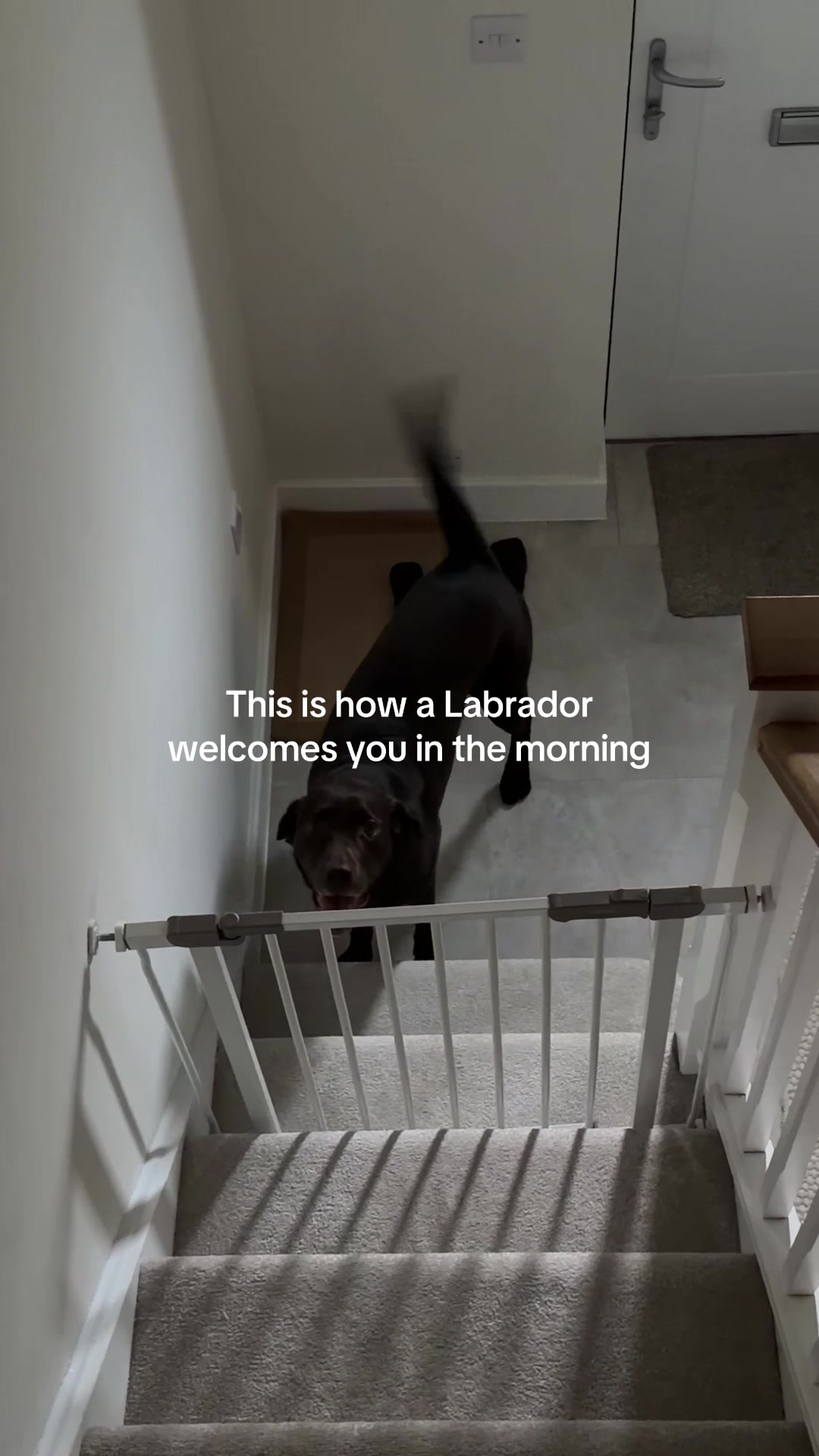 @The Labrador Buddy
