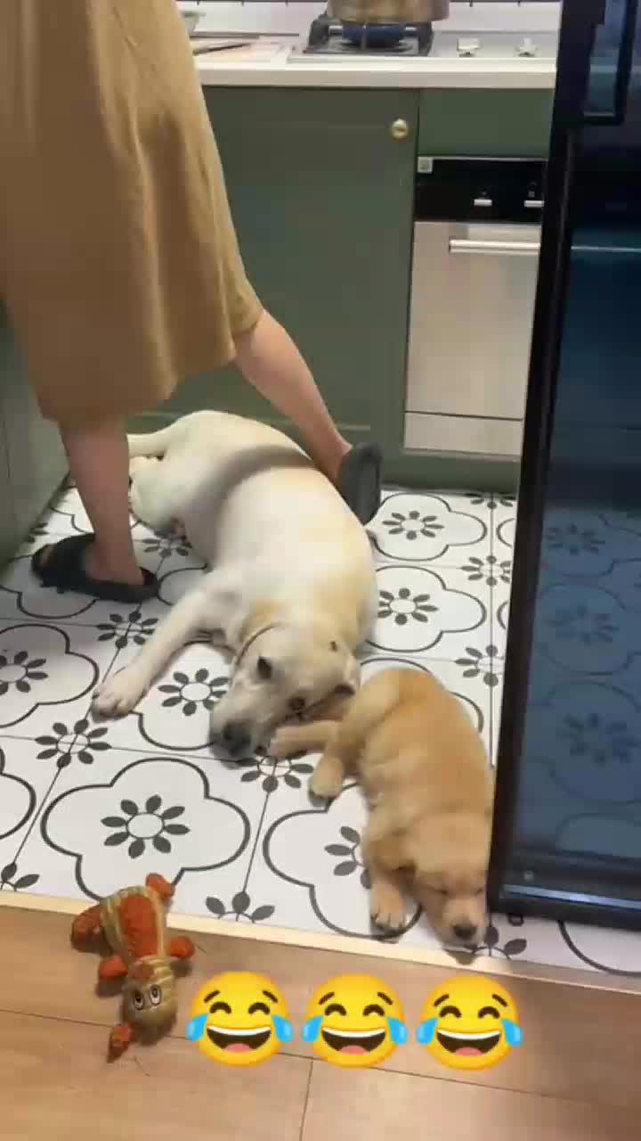 @funnypets818
