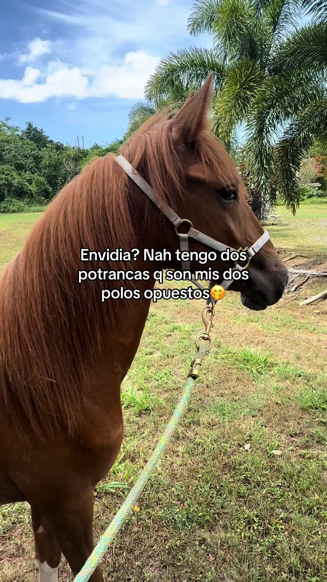@Yany🇵🇷