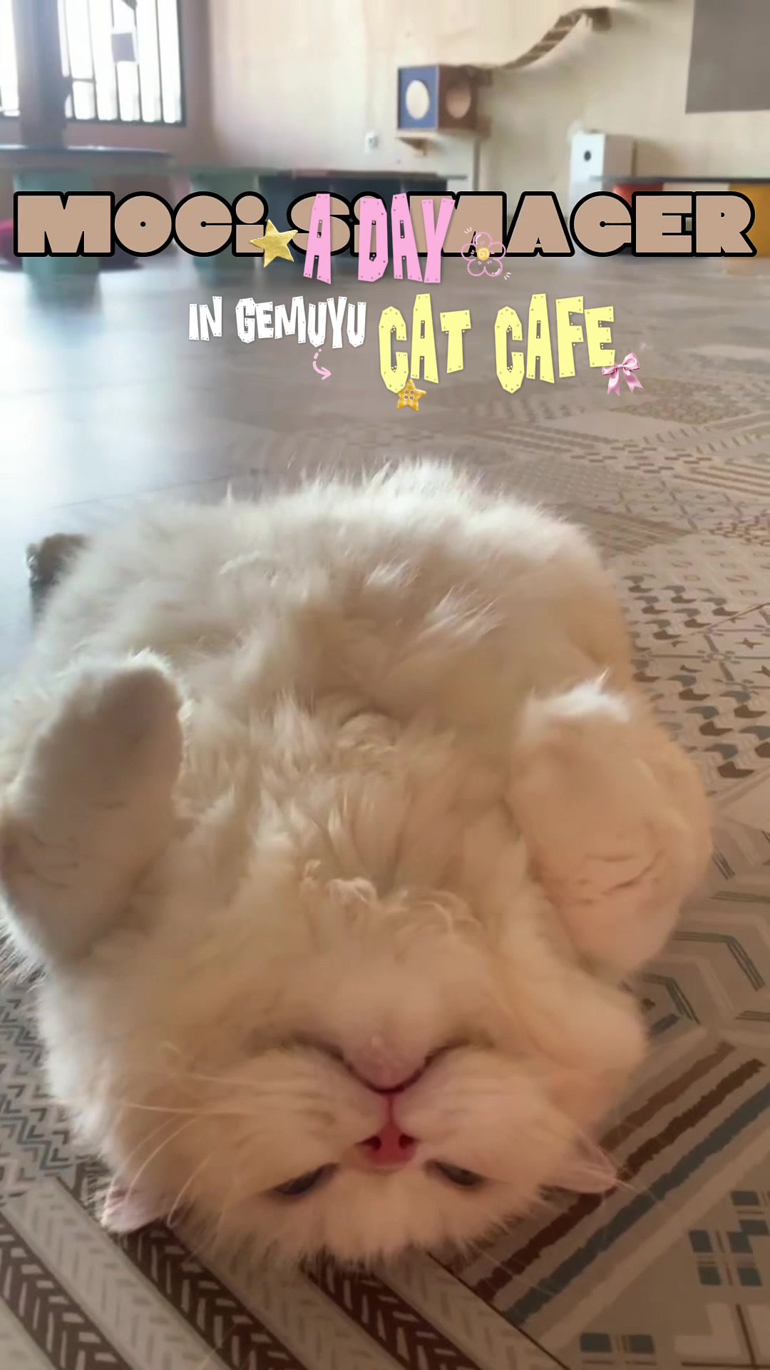 @Cafe Kucing Gemuyu