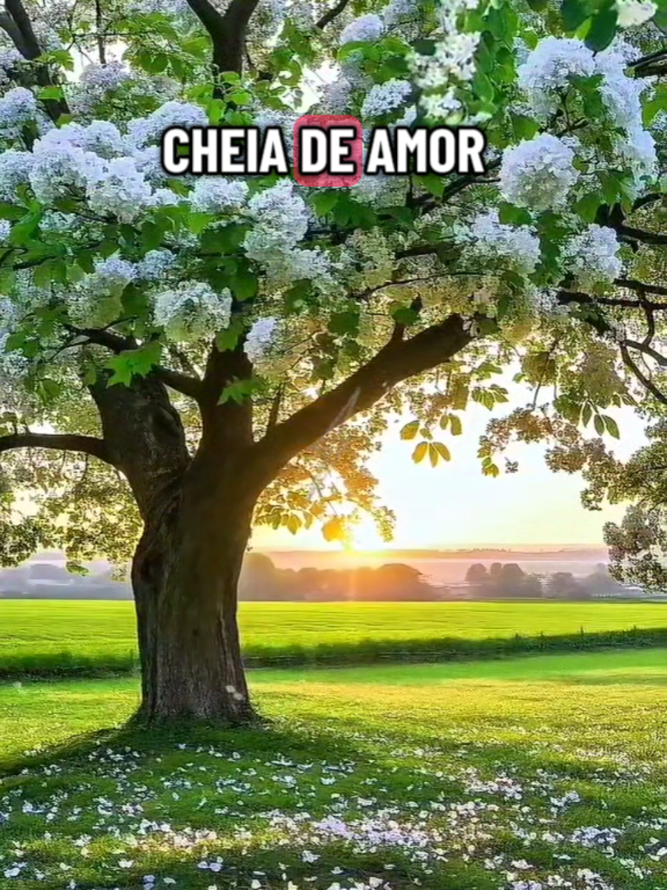 @Viva_CCB_oficial