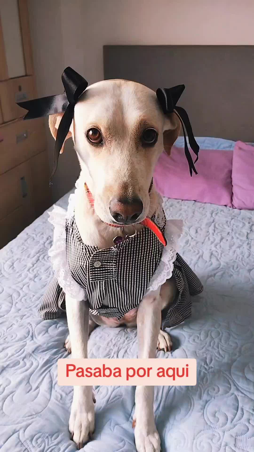 @winnie ❤🦮