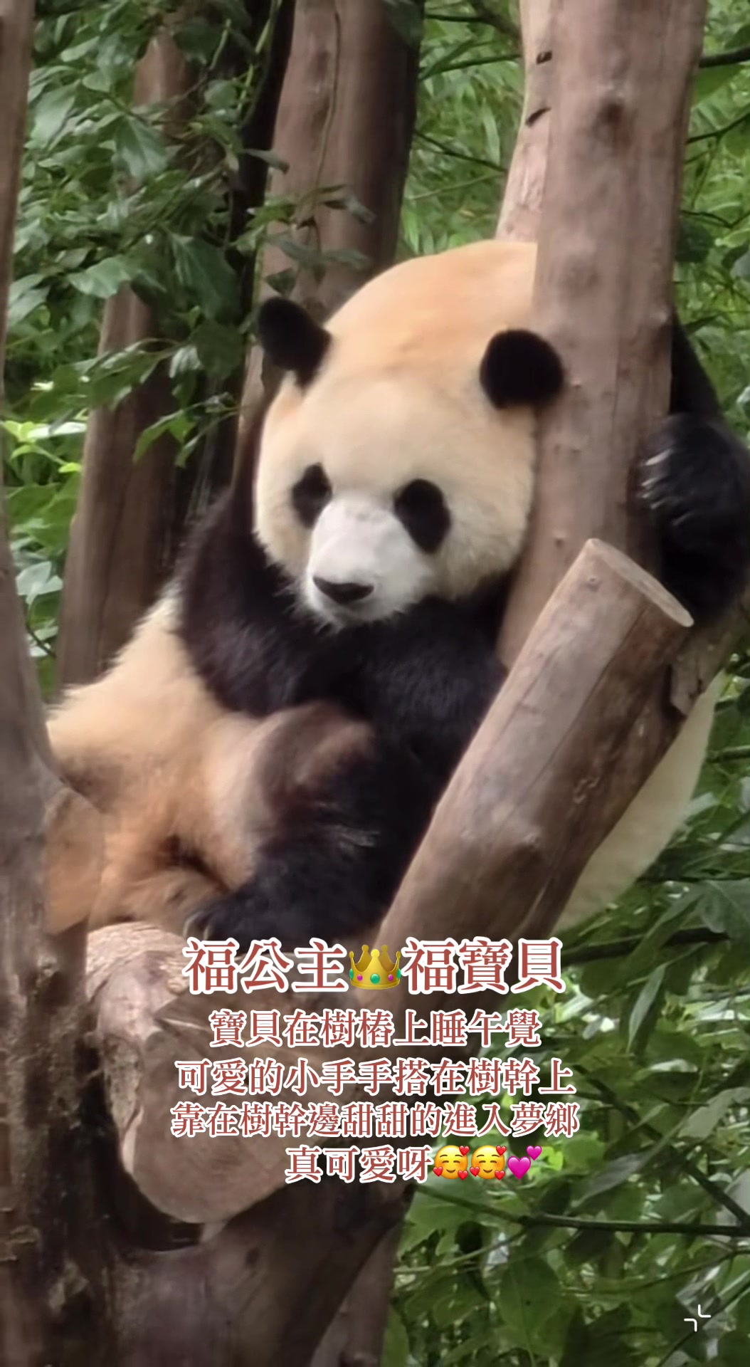 @福公主💕福豬豬💕 🍎 🥕 🐼 🎋🍀
