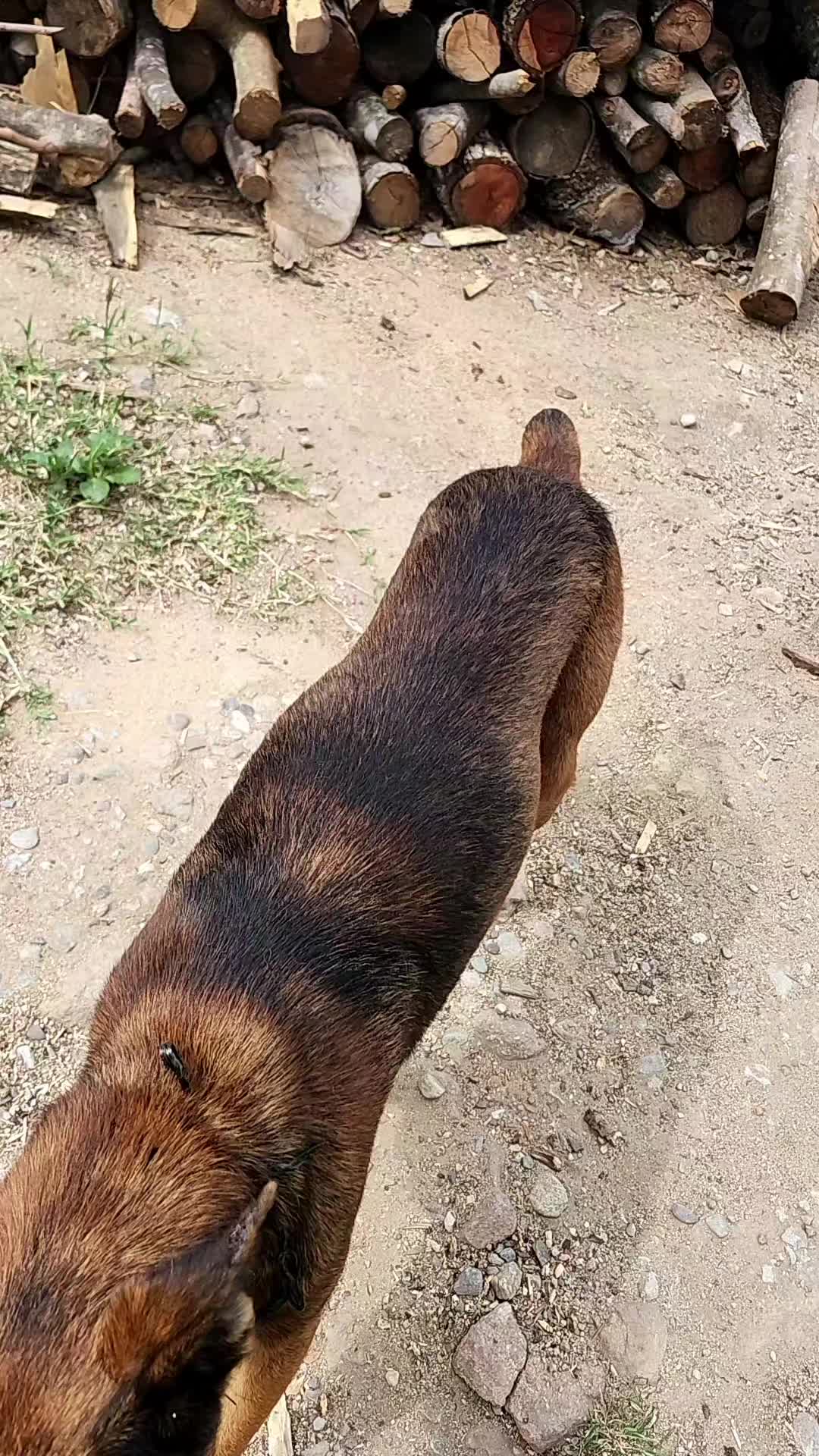 @siltepec sv