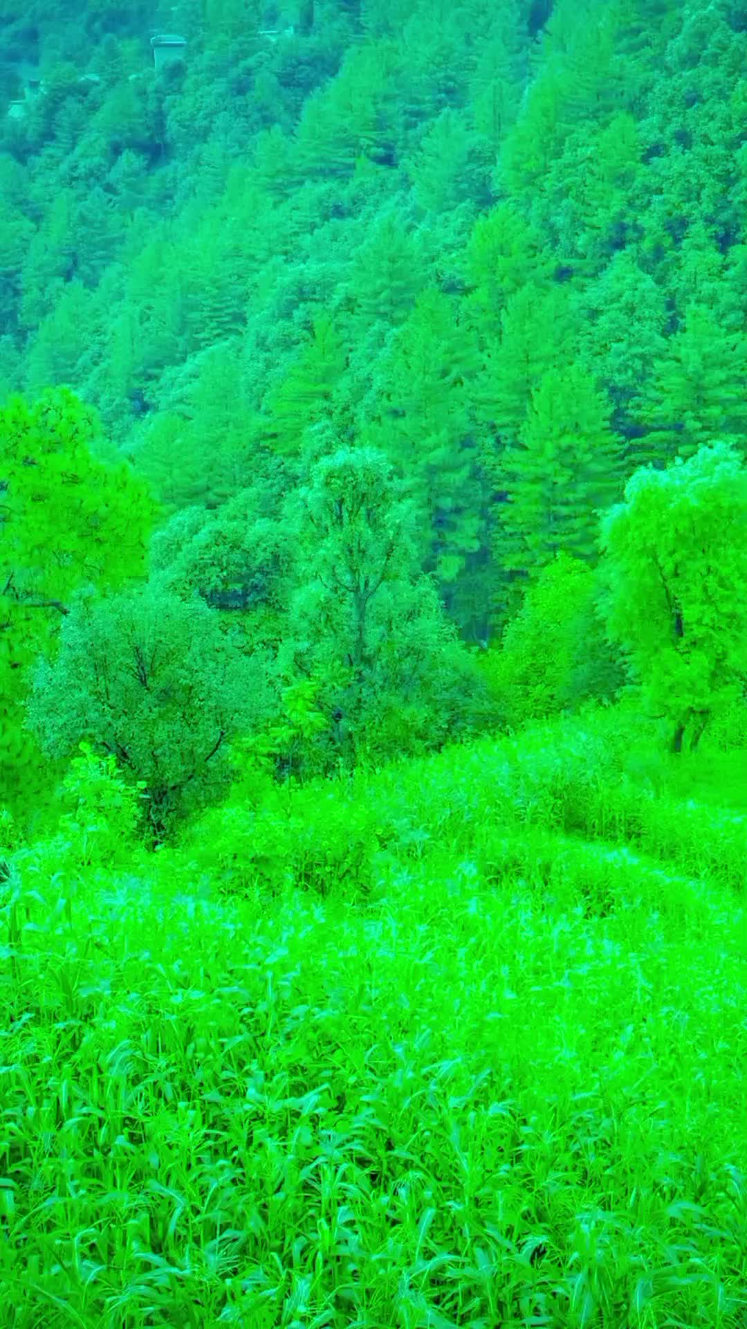 @🌲غر سنے 🌲