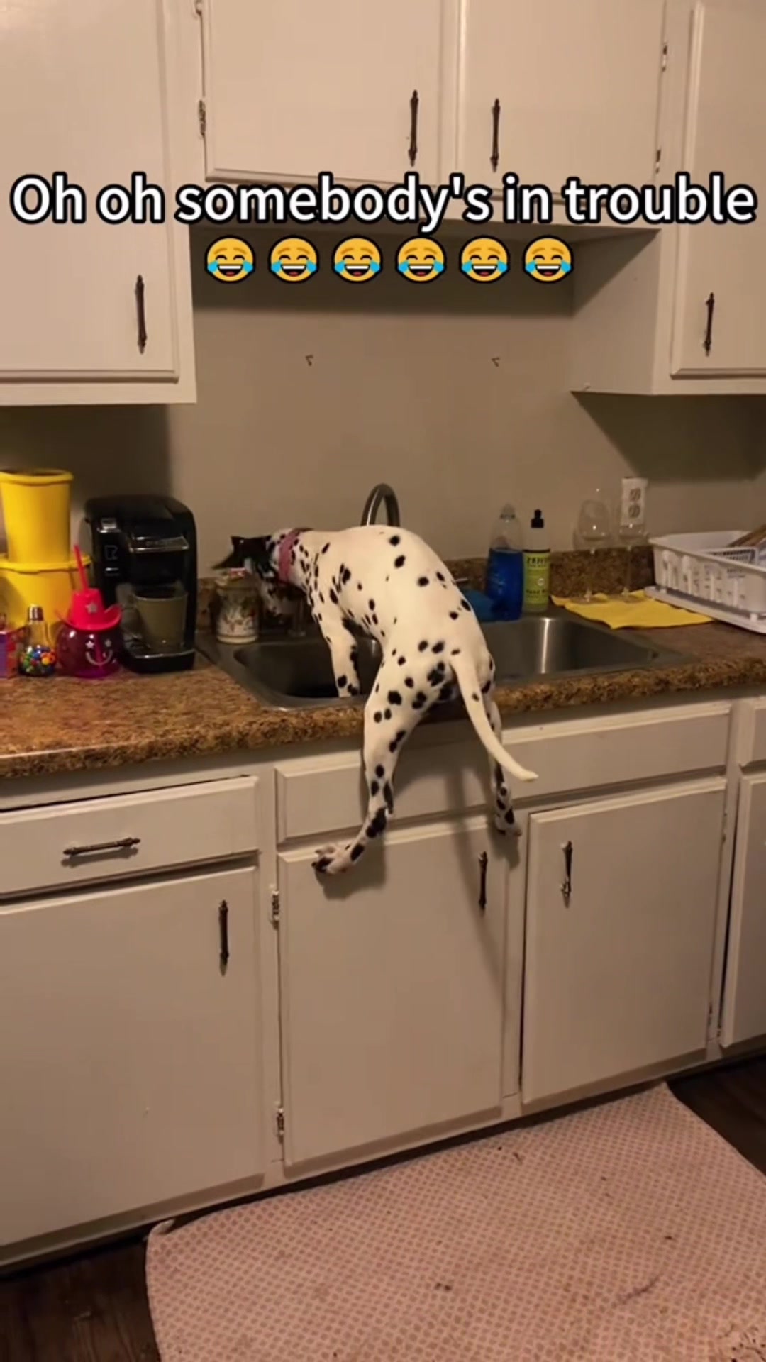 @FunnyAnimals