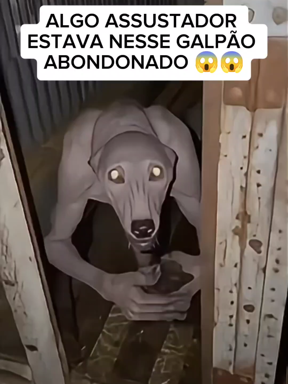 @😱 RELATOS DE LOBISOMEM 😱