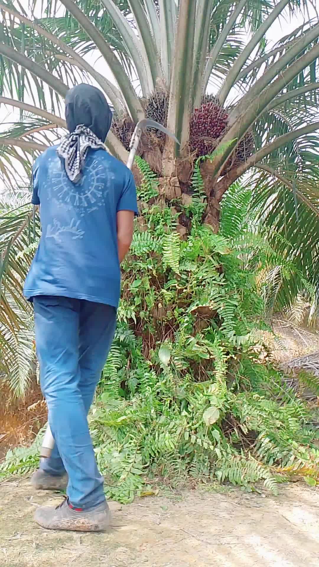 @Agus Pandu769