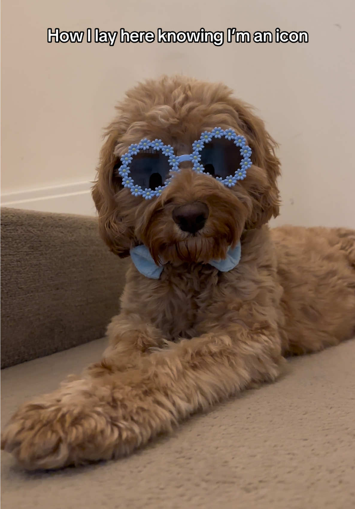 @Max the cavapoo 🐾