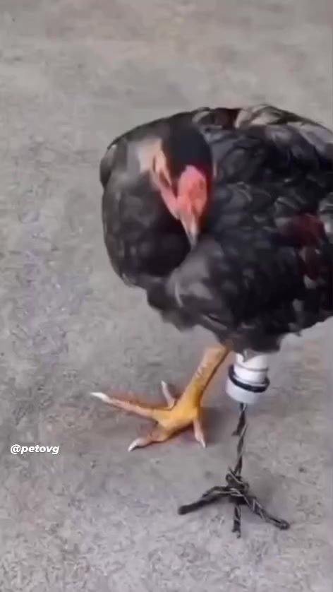 @petovg