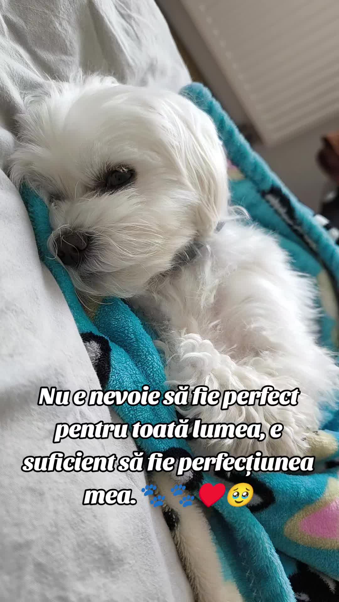 @🐾 BUBI 🐾