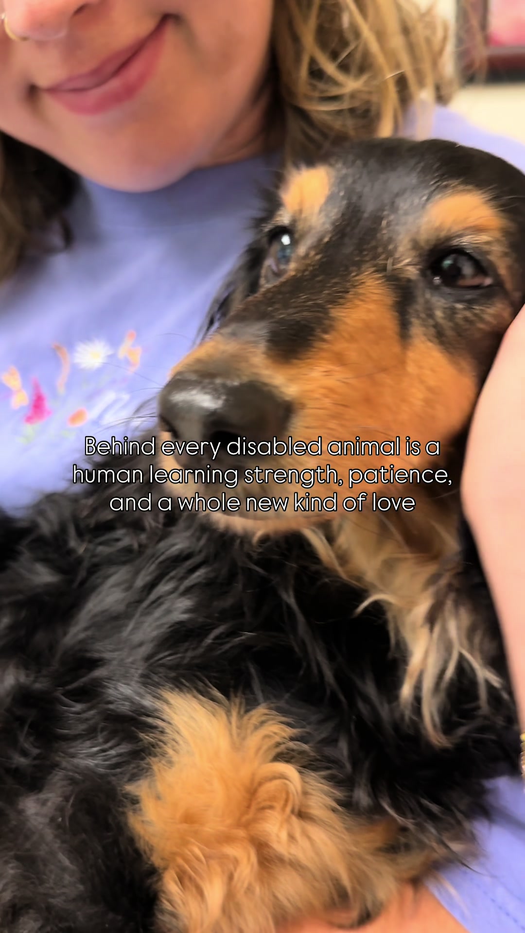 @Henry the mini dachshund