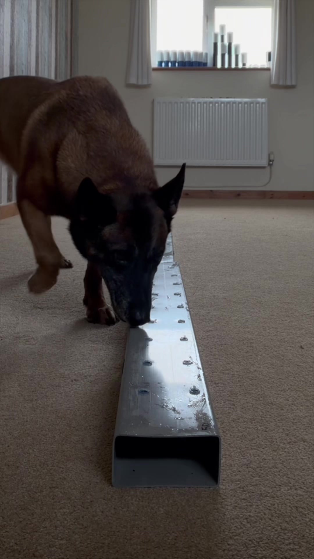 @Alexandra Butler-Enigma Canine