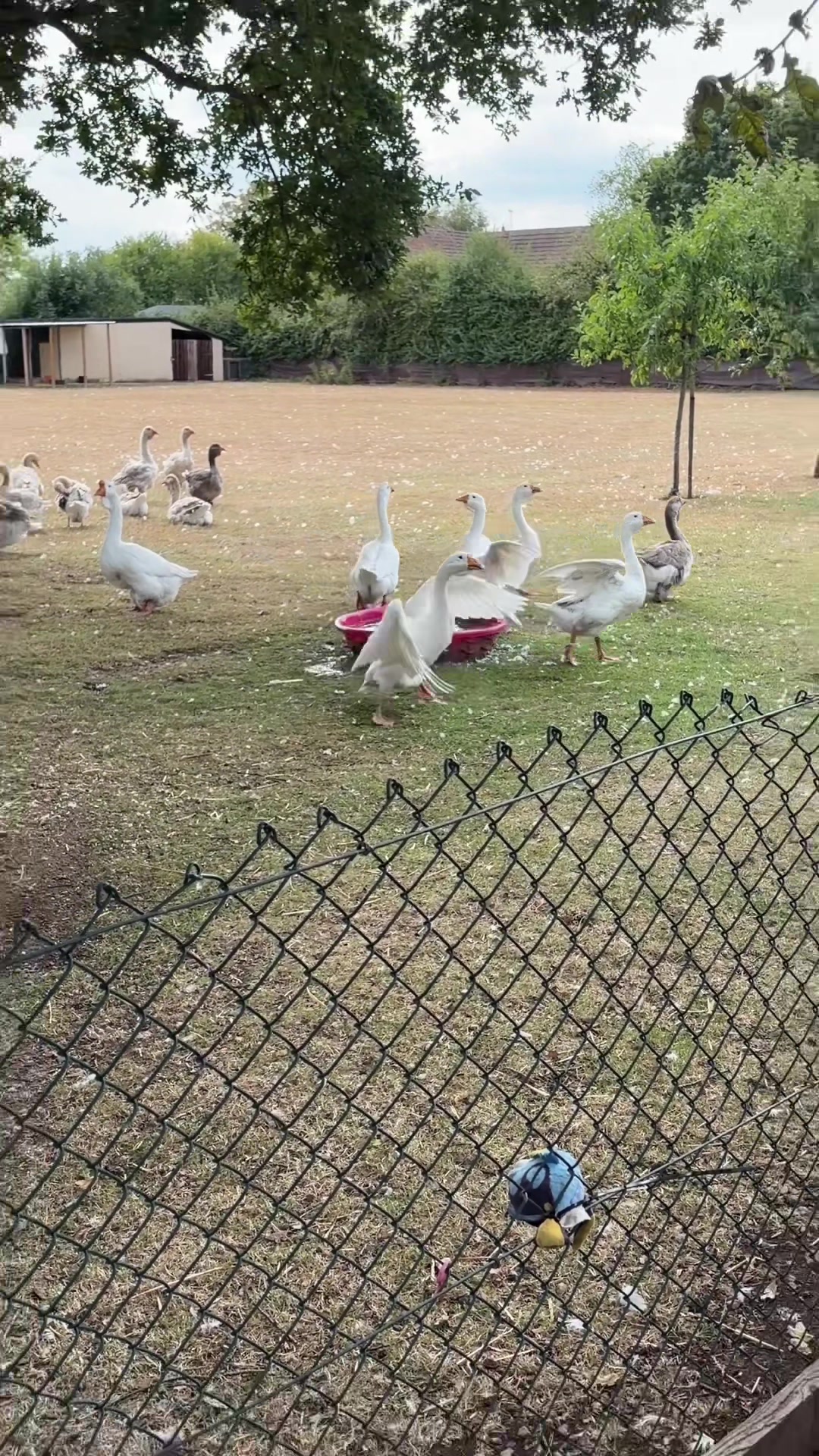 @Willsbirdsanddogs