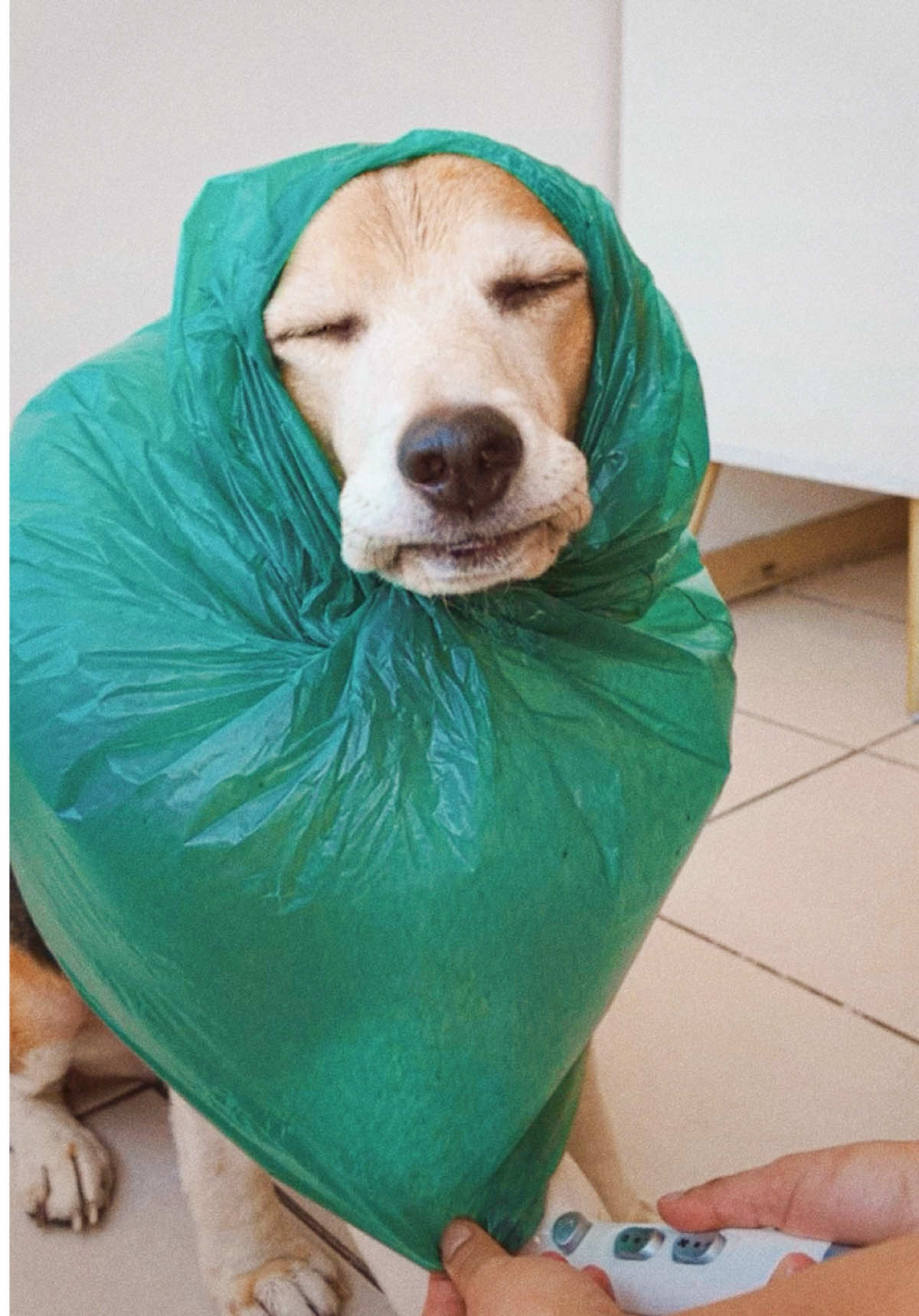 @Jake el perro