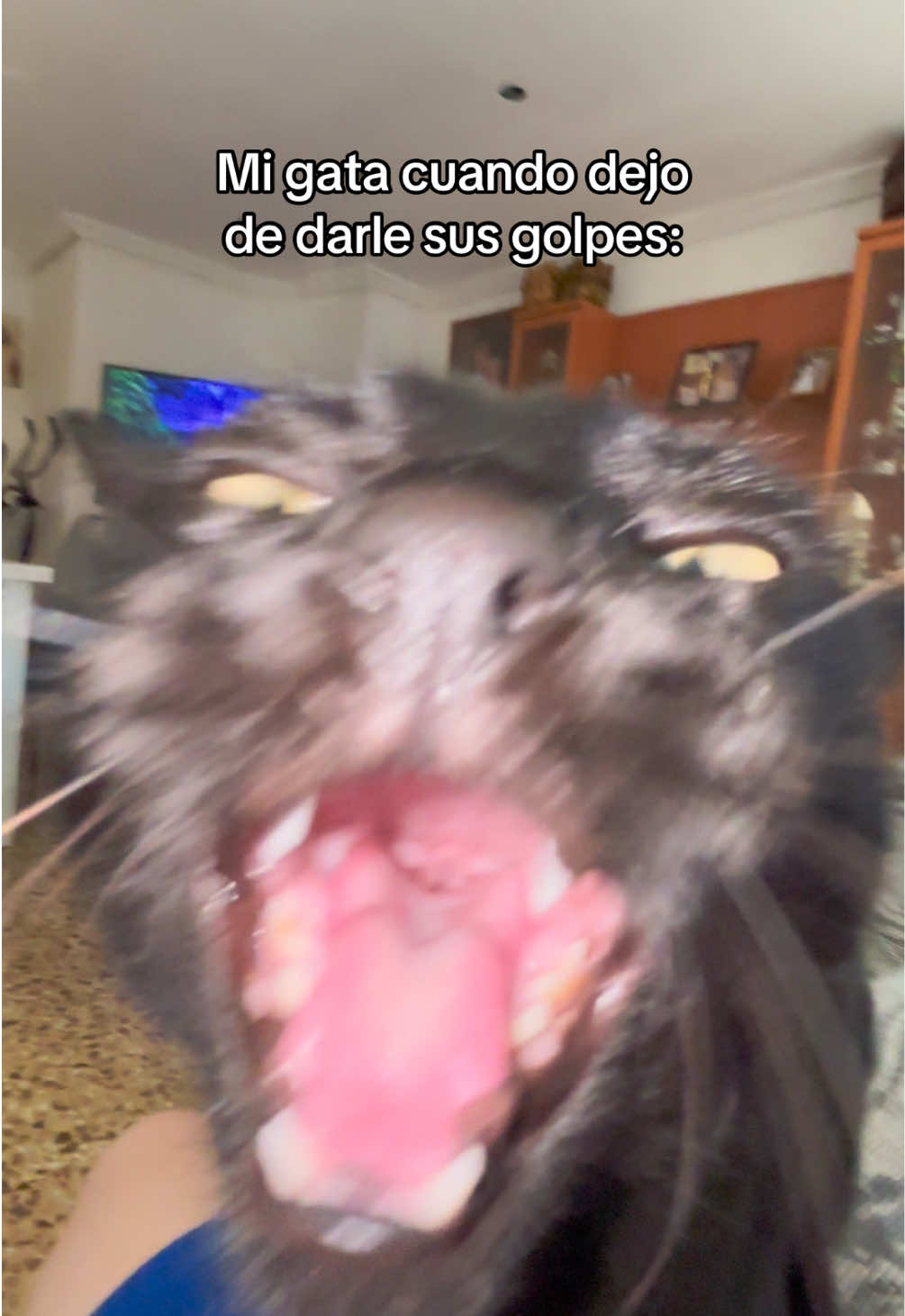 @BlackCatsMatter