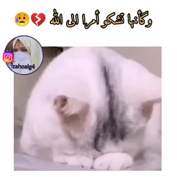 @Mounia benfeghoul