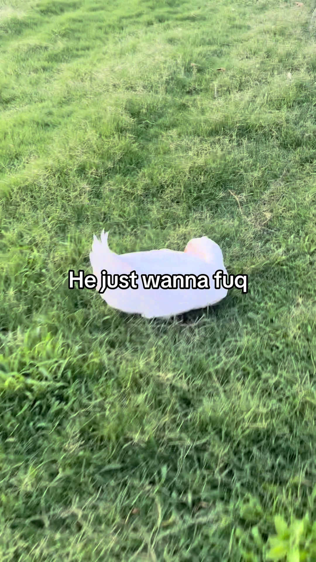 @Stizzy 🦆 🦆