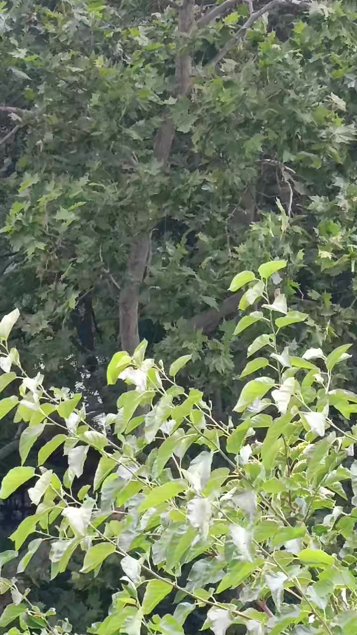 @ᴀᴄᴄᴏʀᴅɪɴɢ.ᴛᴏ.ᴇᴠᴀɴɴᴀ