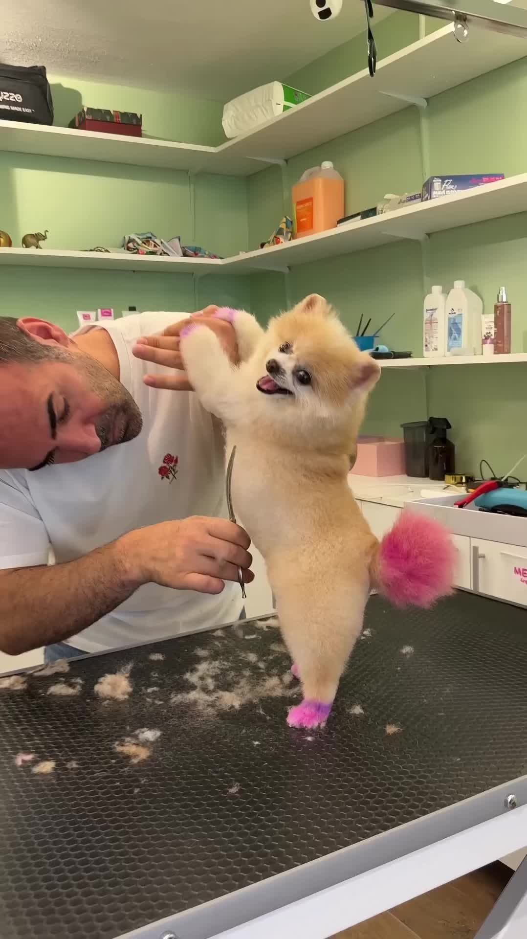@@petstylistt
