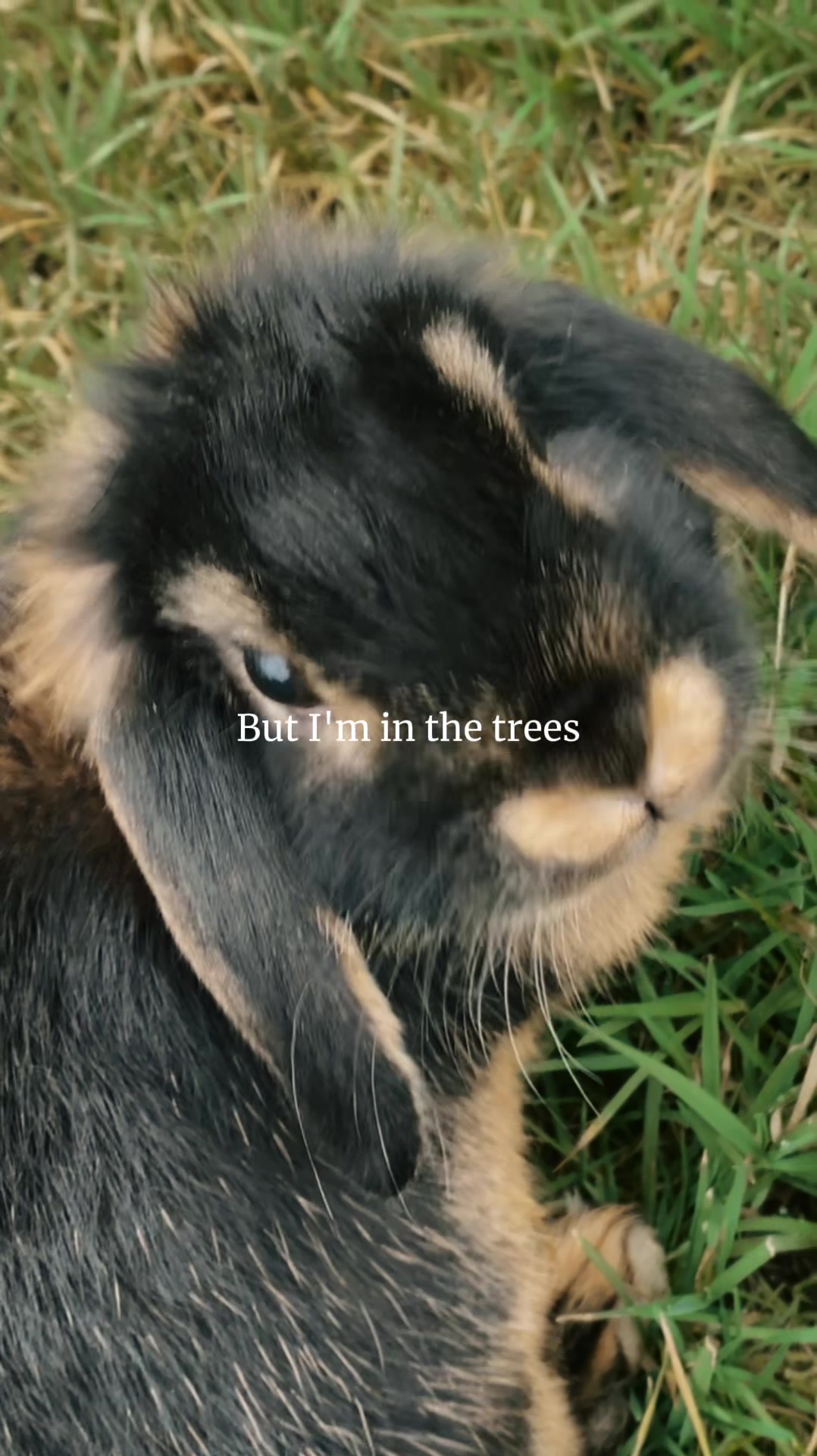@Mes lapinouchs 🐰🐹