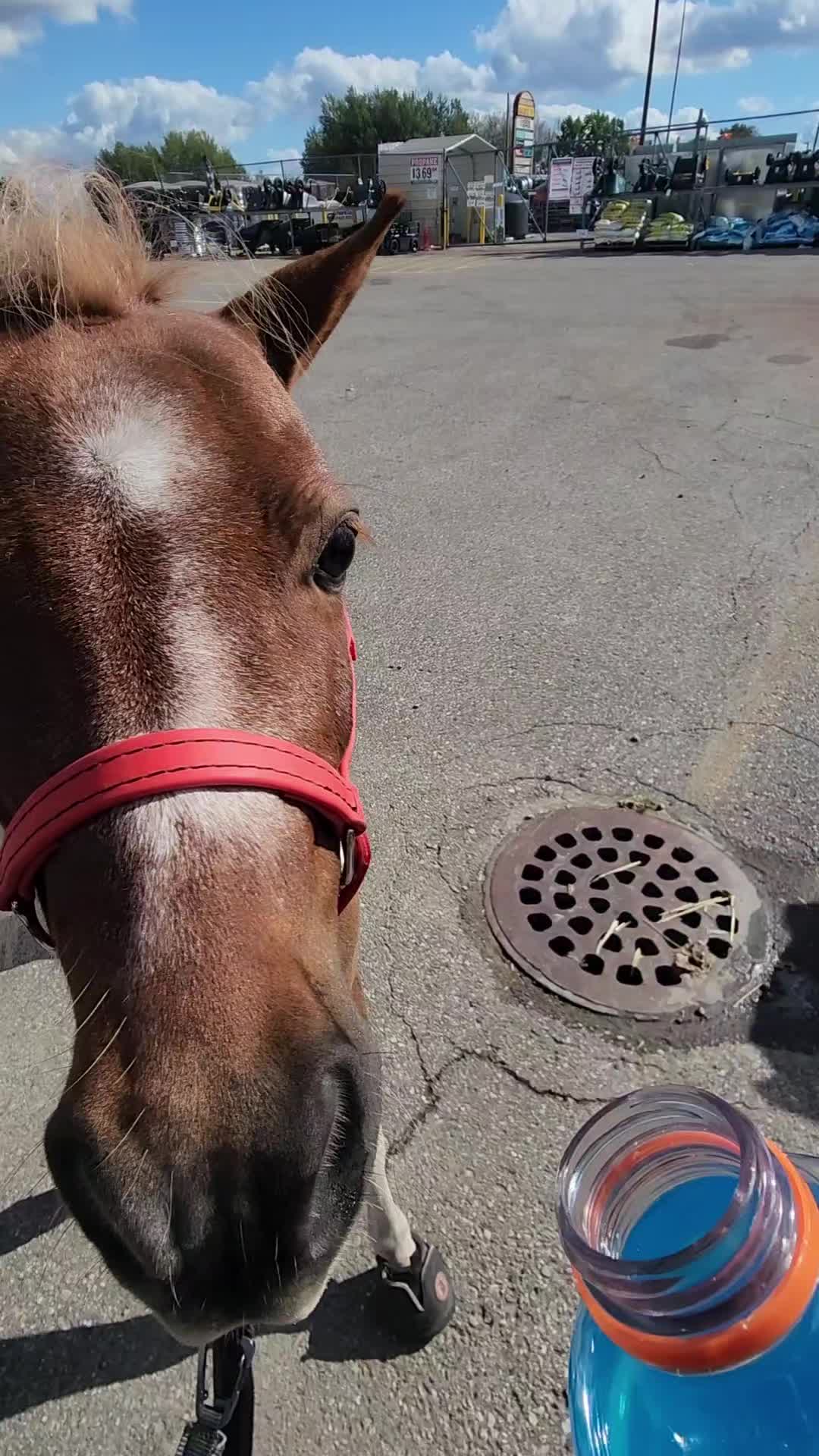 @minihorsemomandtrainer🐴🐴🐴🐴