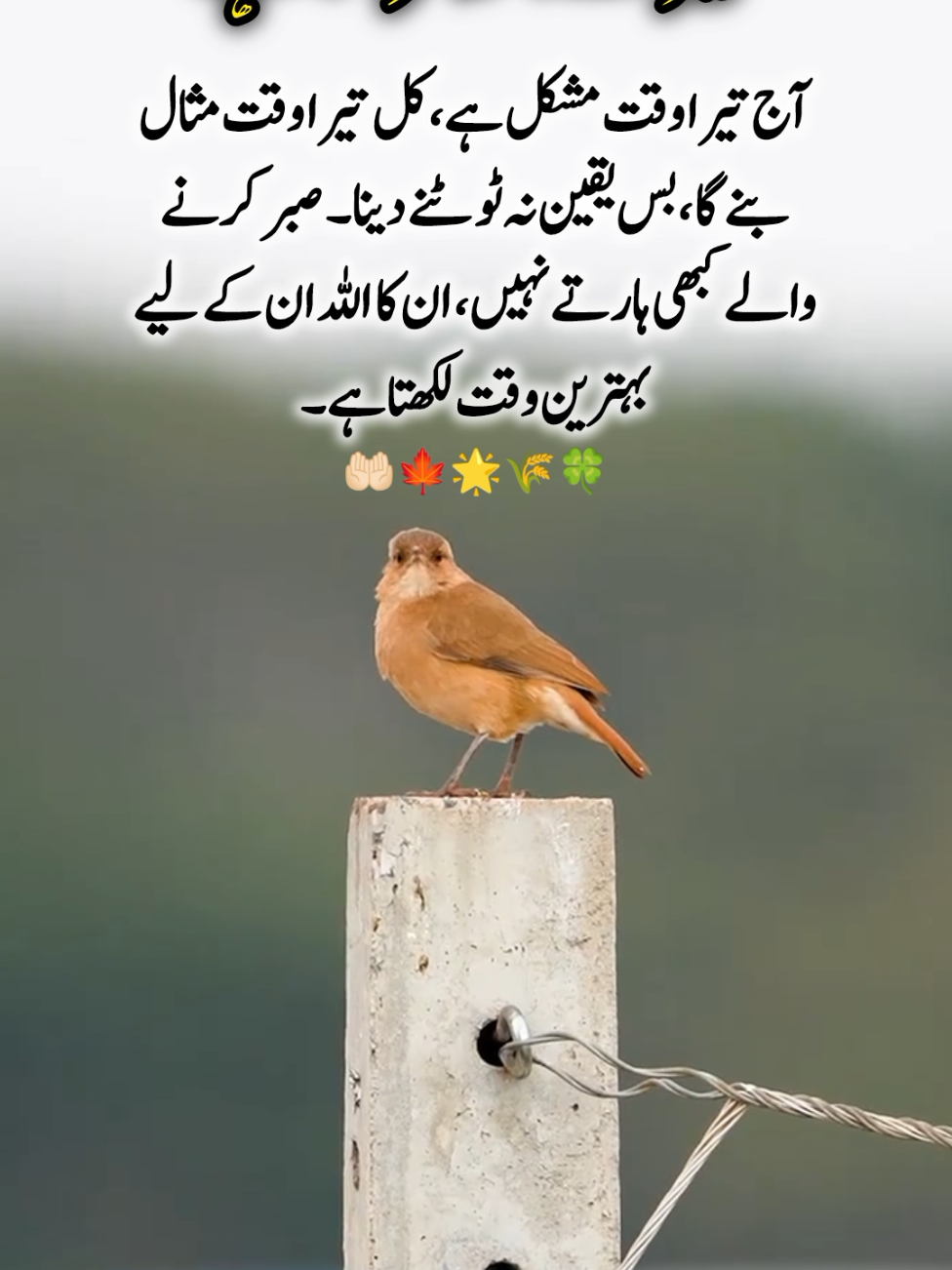 @imran shah
