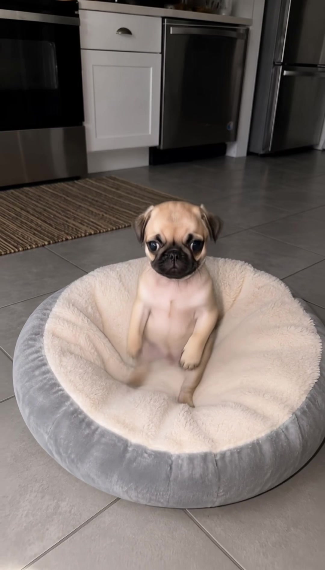 @dogmotion