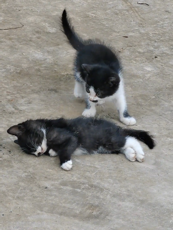 @animal family 0302