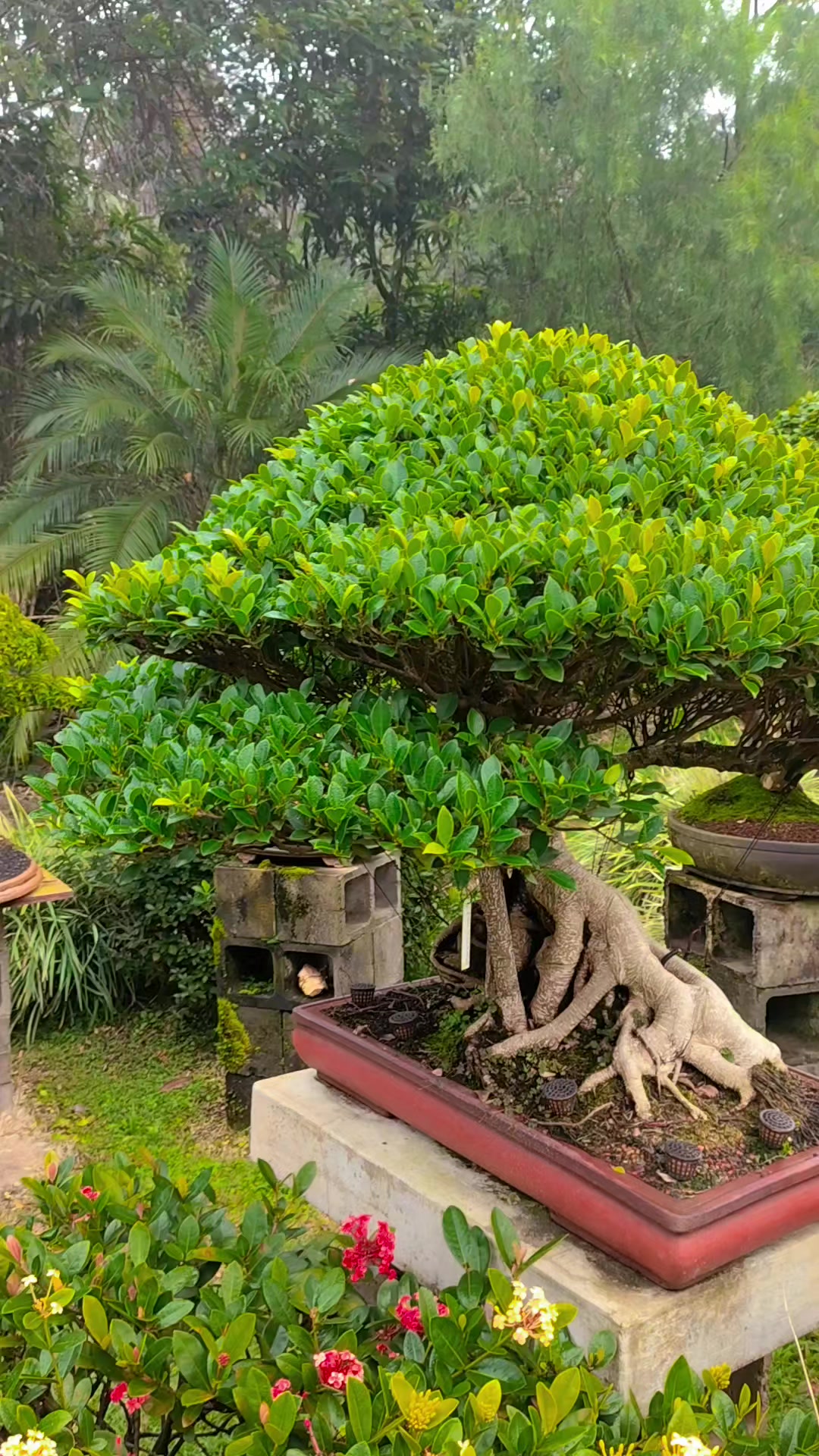 @Ak-en Bonsai