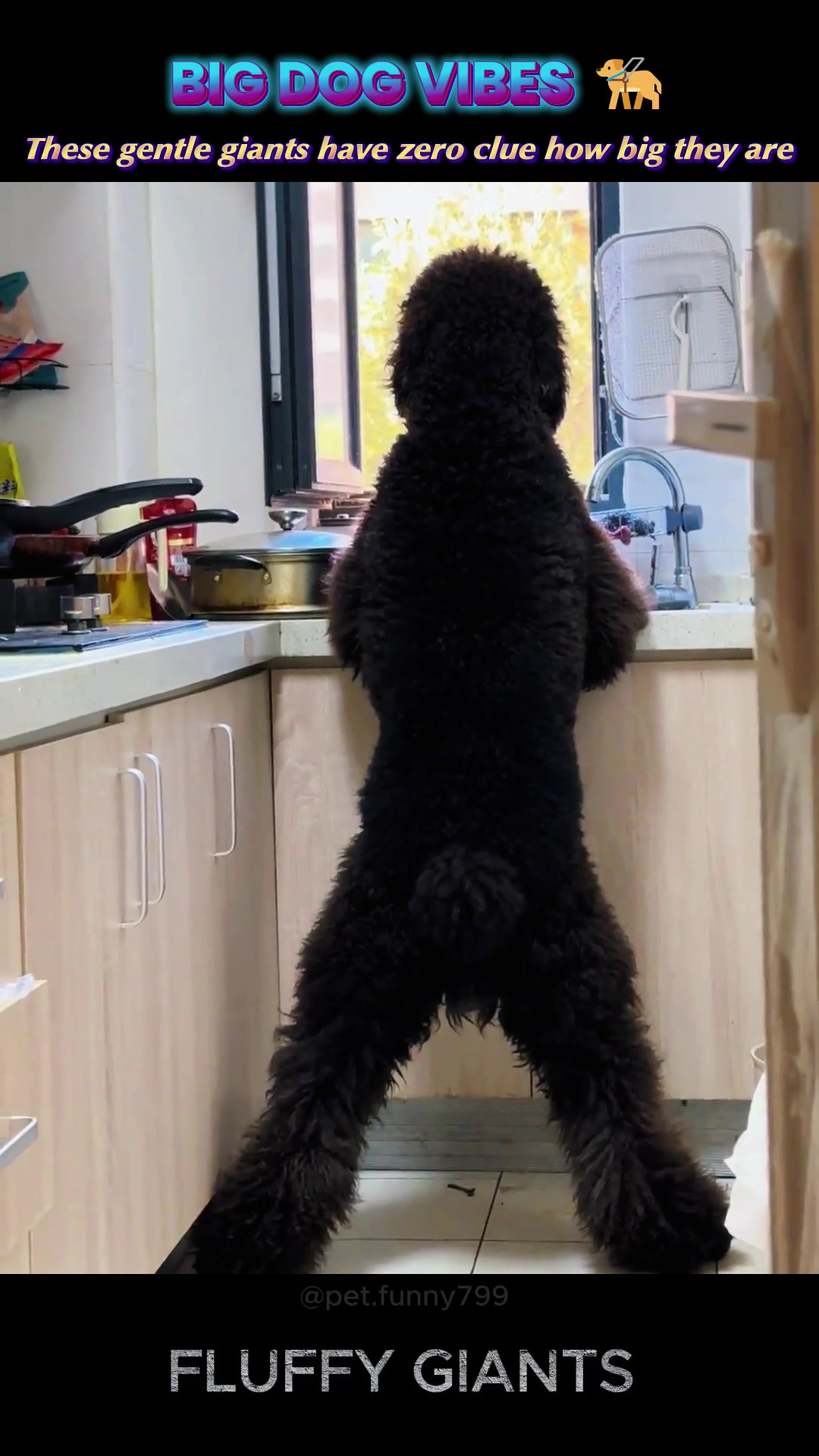 @pet.funny799
