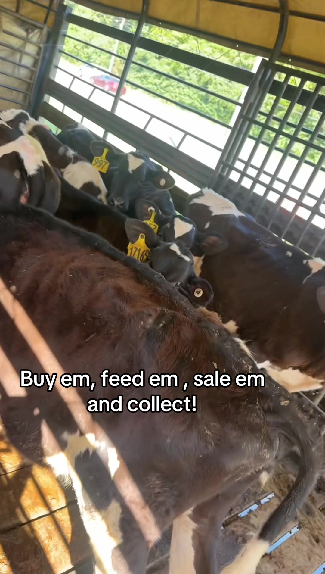 @tripleclivestock