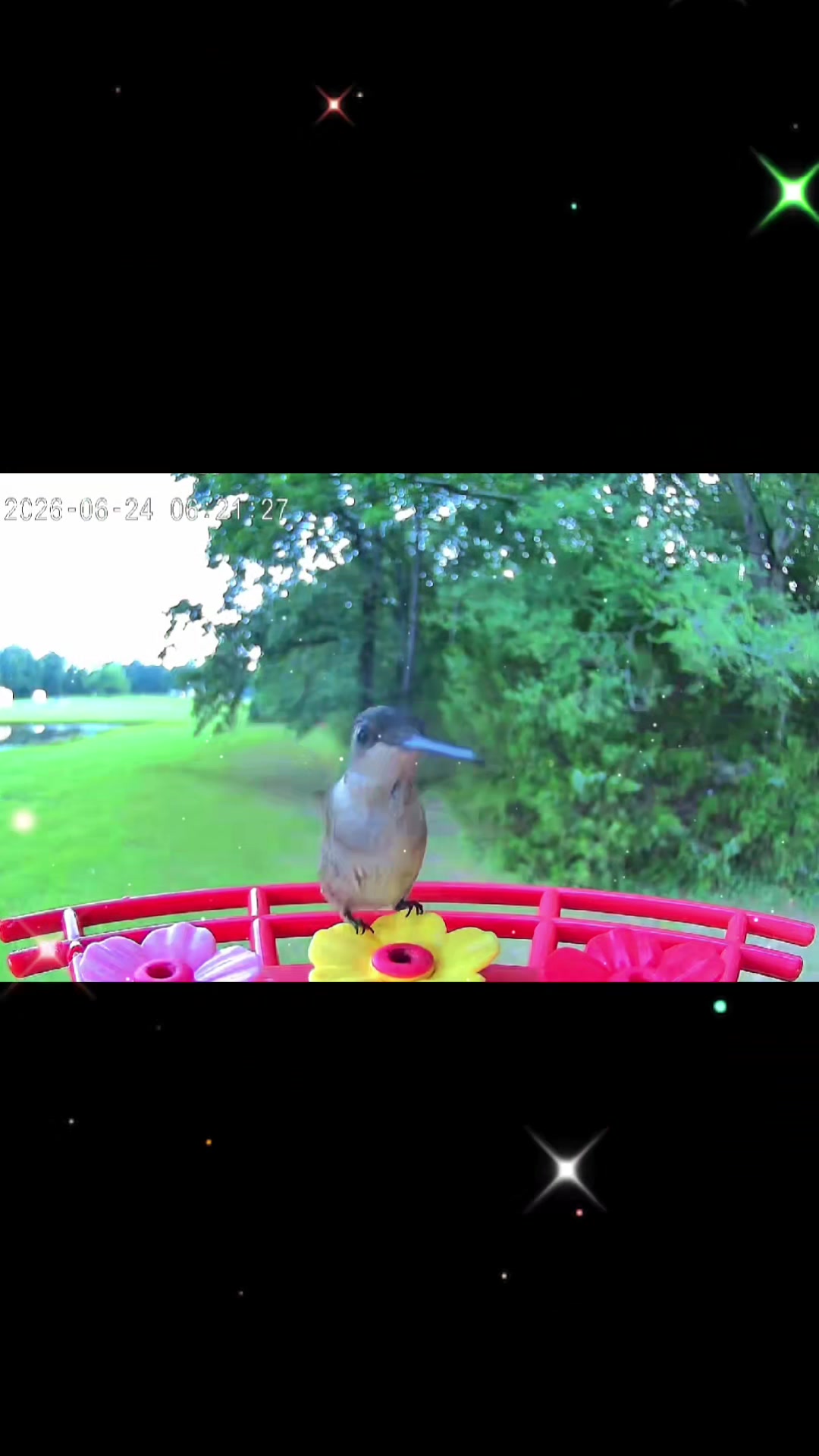 @BirderInaBronco