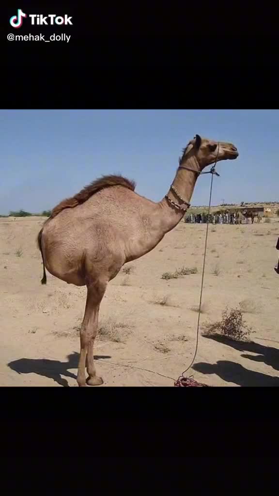 @AmjAdALi786