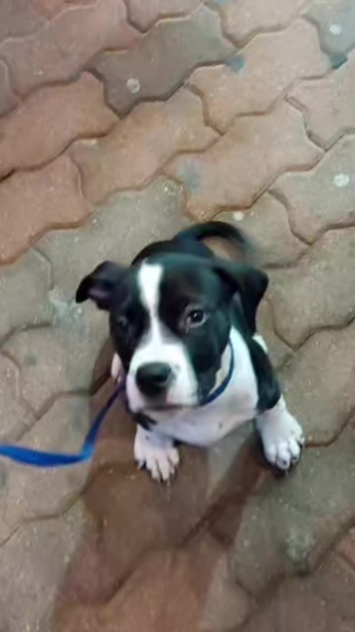 @Canine Conditioning