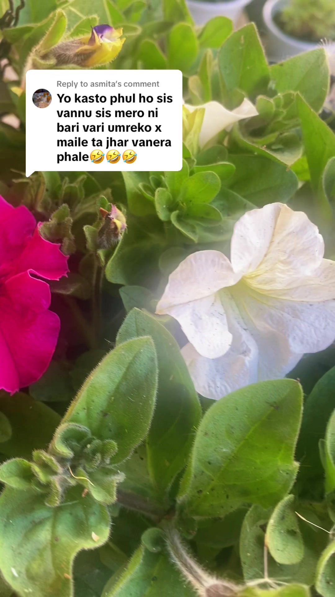 @🌺Flower&rsquo;s&ensp;Lover❤️