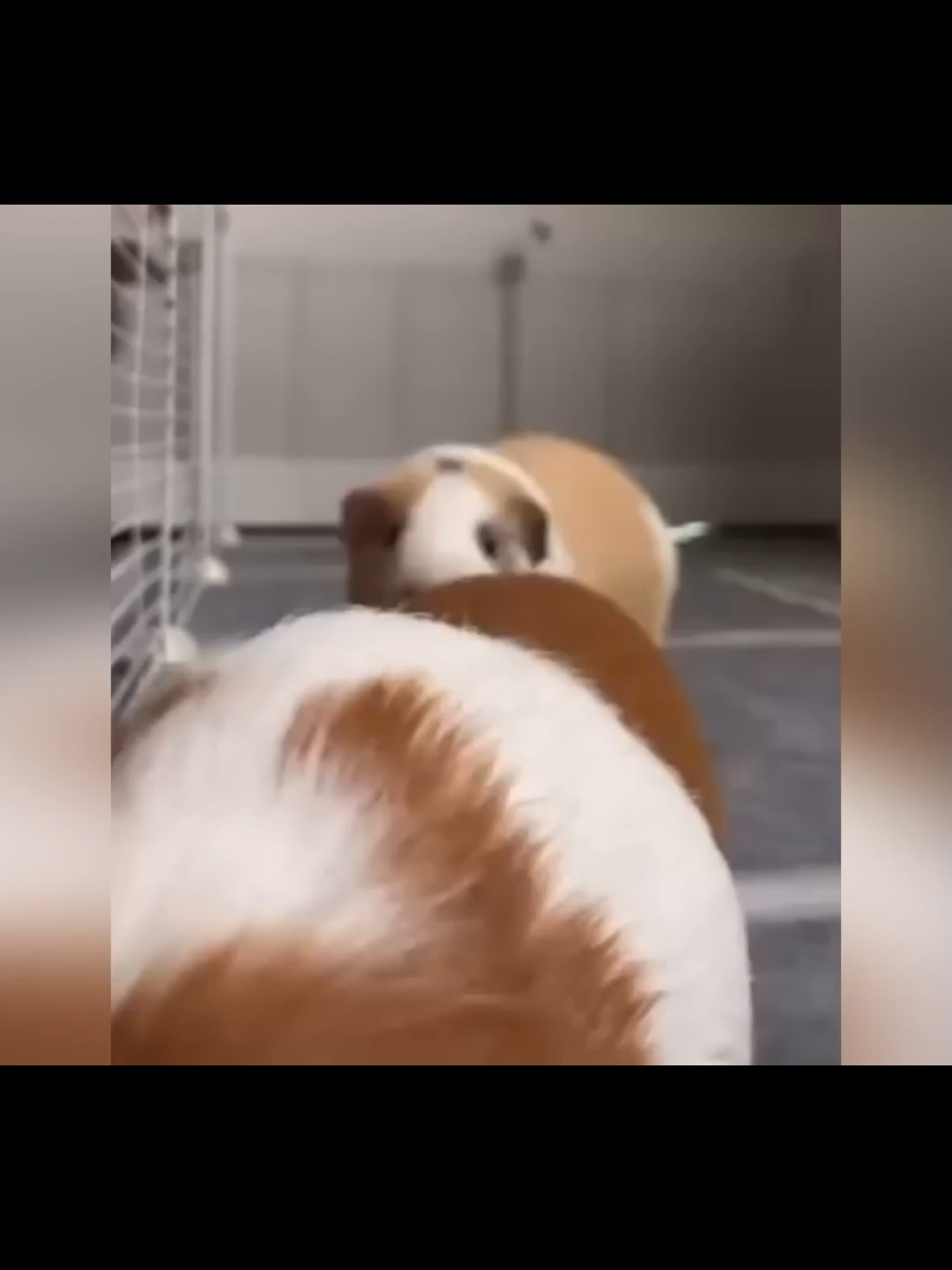 @Le Bazar des Bêtes 🐾