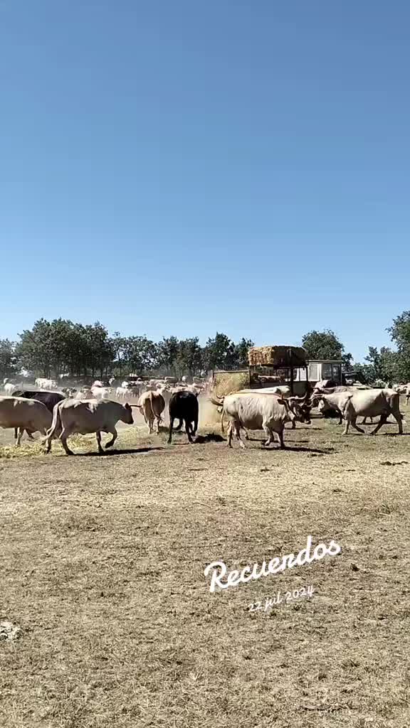 @Los quillitos