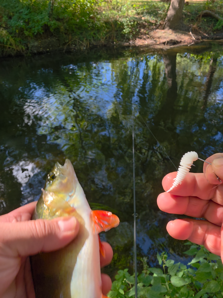 @BF Angler