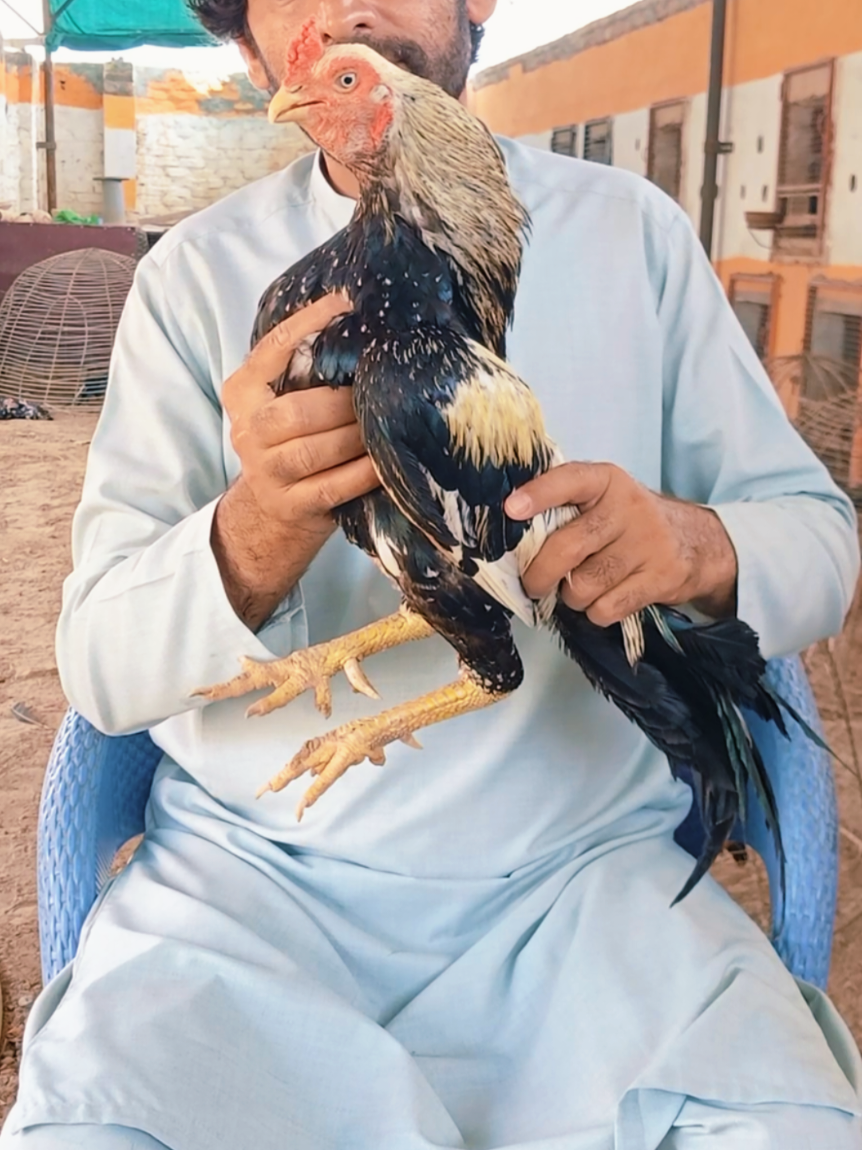 @Sajjad Aseel Farm