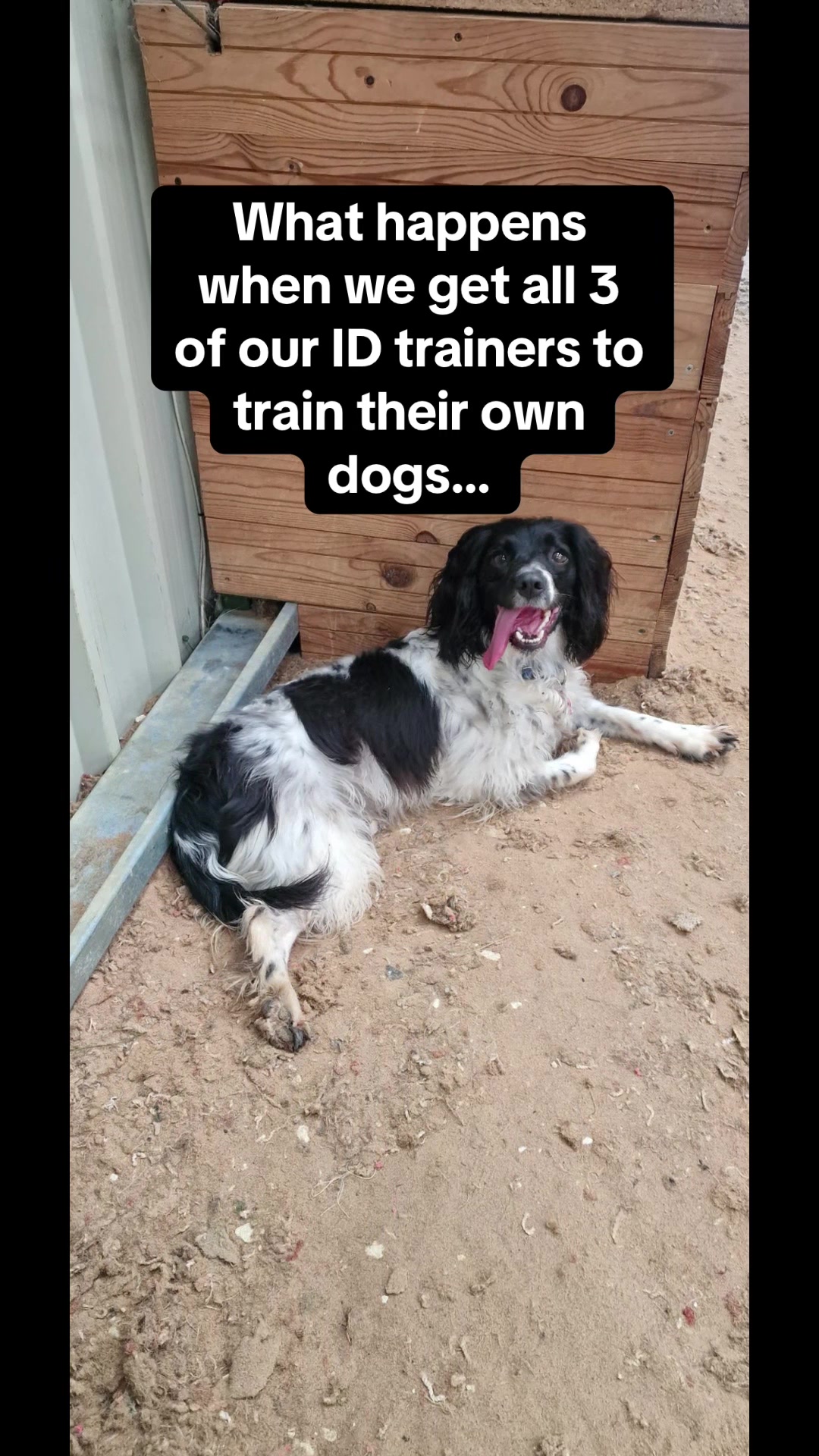 @Infinity Dogs CIC