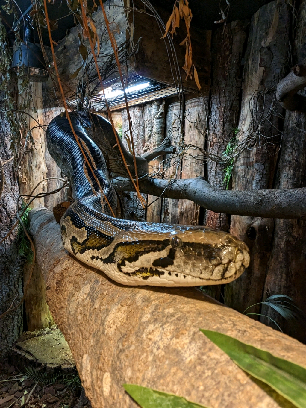 @Rockin' Reptiles Bristol