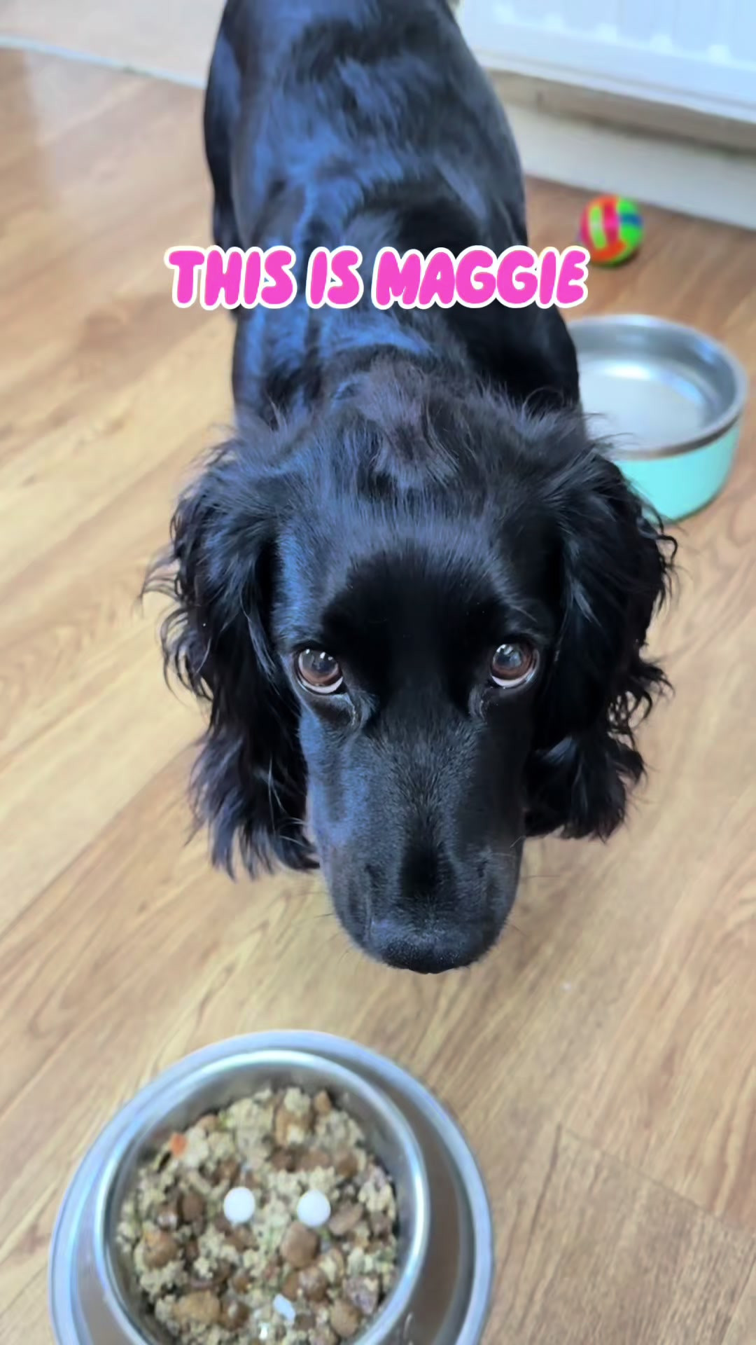 @maggie.moo.cocker