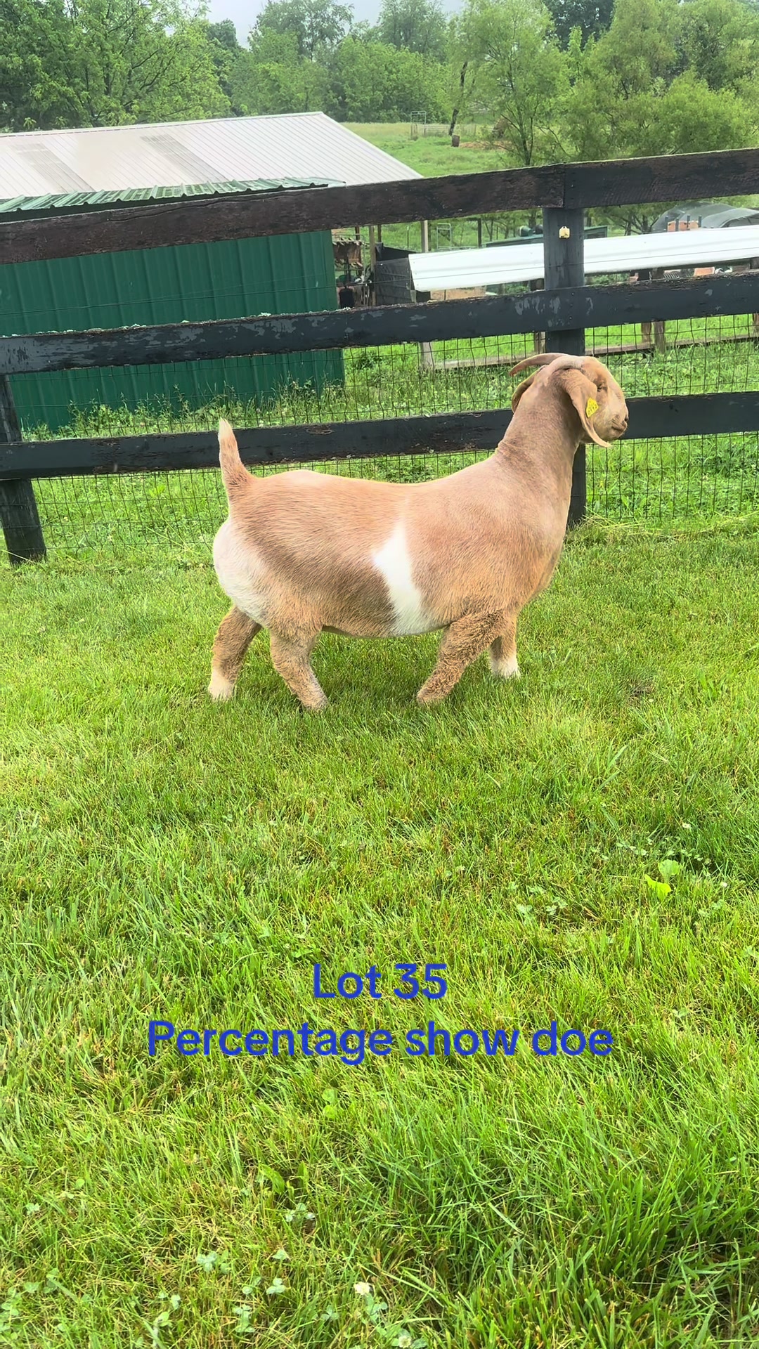 @Klein Kraal Farm🐐