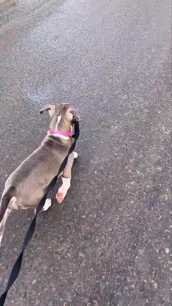 @🐕